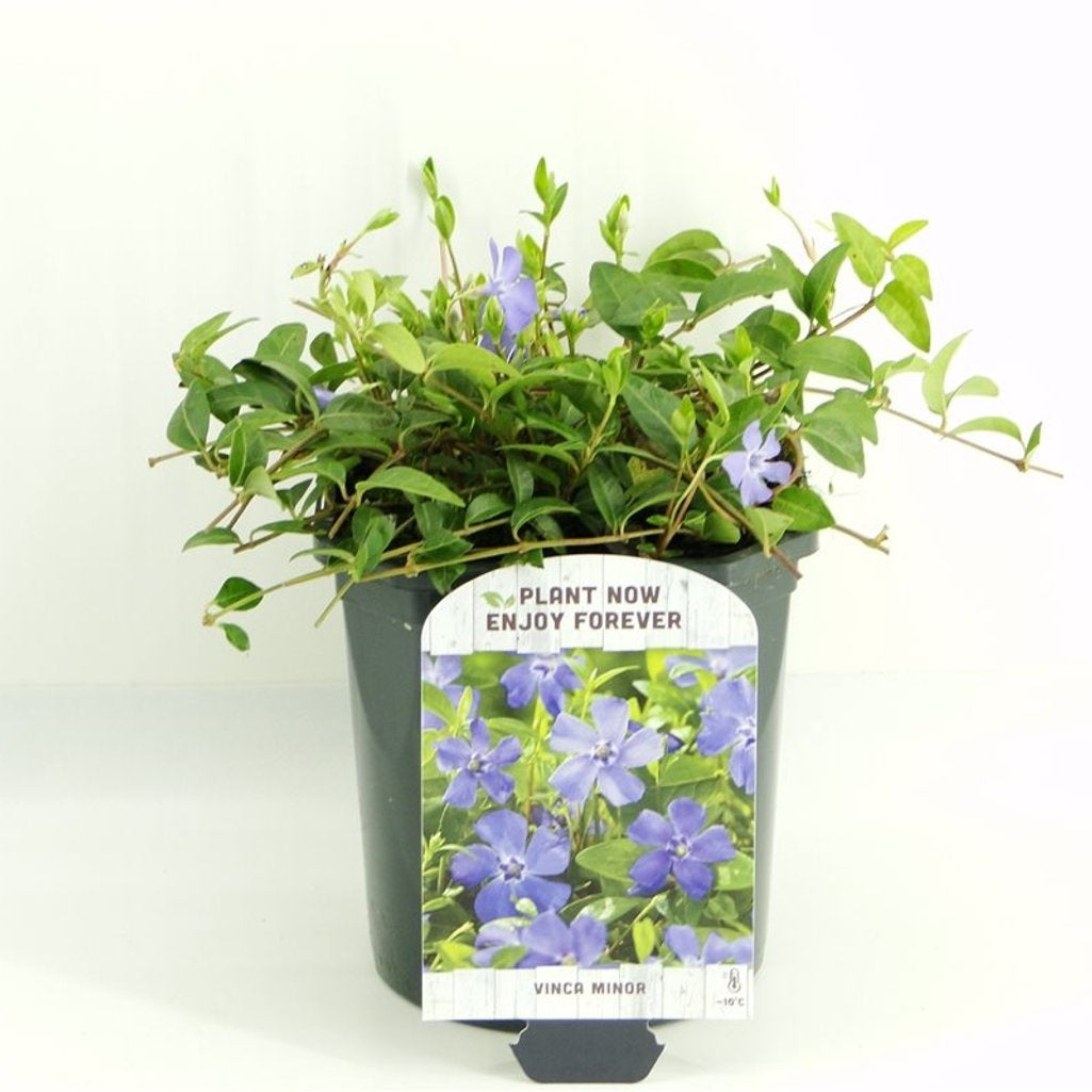 Vintergröna – Vinca minor - C2